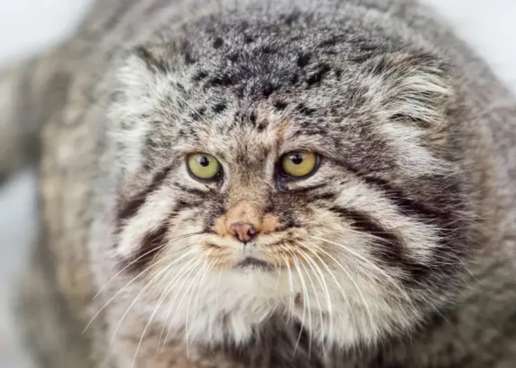 Обновленную Красную книгу издали в Забайкальском крае