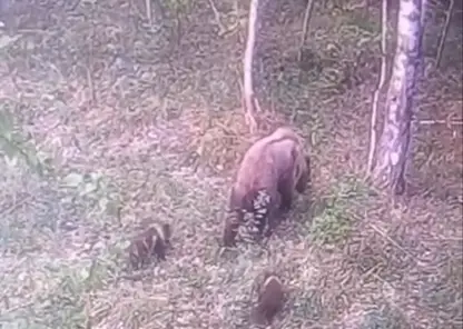 Медведицу с медвежатами заметили около входа в нацпарк «Красноярские Столбы»