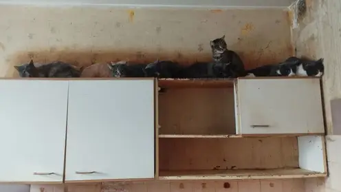 В Красноярске судебные приставы добились доступа в «кошачью» квартиру