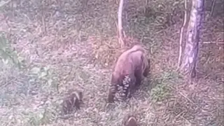 Медведицу с медвежатами заметили около входа в нацпарк «Красноярские Столбы» Медведицу с медвежатами заметили около входа в нацпарк «Красноярские Столбы»