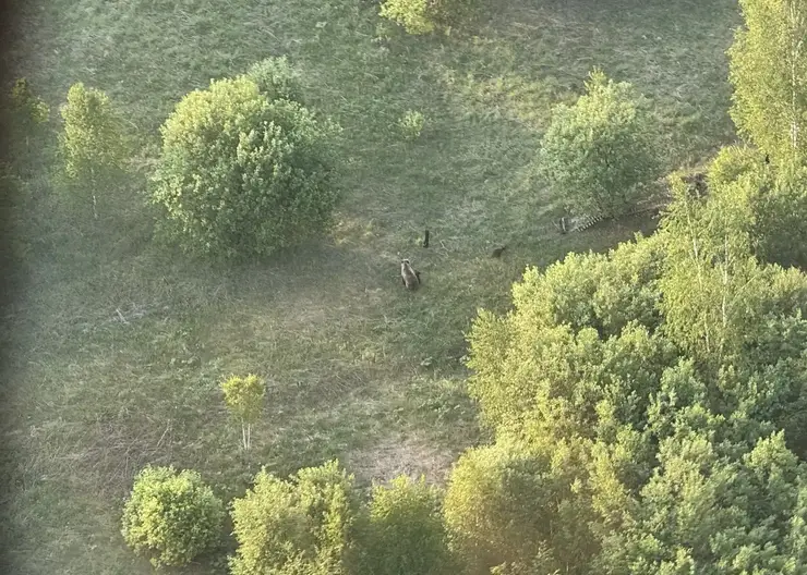 Четыре медведя попали в кадр пилота во время полёта над Енисейском