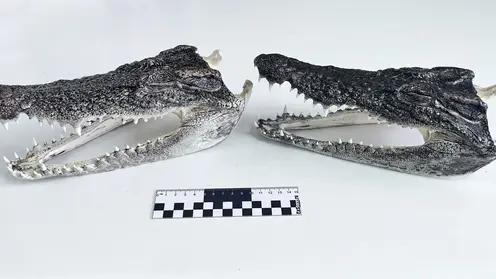 Головы крокодилов нашли новосибирские таможенники в багаже пассажира из Таиланда