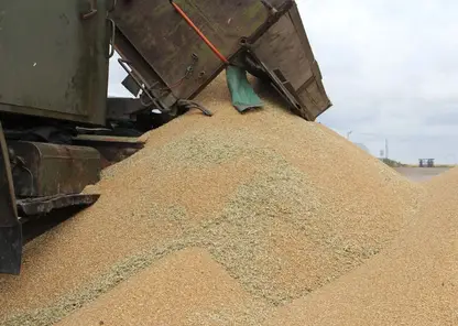 Из Красноярского края на экспорт и в другие регионы отправили почти два миллиона тонн зерна