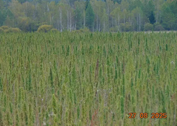 В Канском округе обнаружен крупный очаг дикорастущей конопли