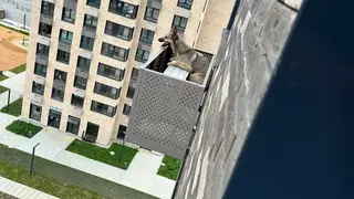 В Южно-Сахалинске собака чудом спаслась после падения с 12-го этажа