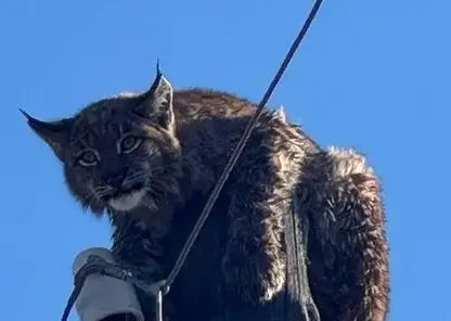 В Забайкалье рысь переплыла реку и забралась на столб