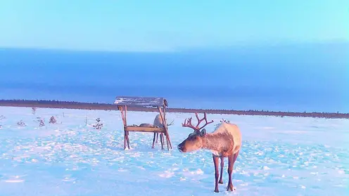 Северные олени попали в фотоловушку заповедника на границе Томской и Новосибирской областей