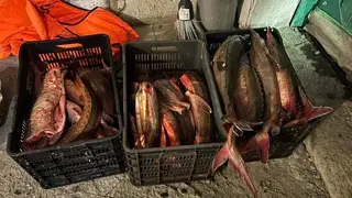 Двоих рыбаков осудили на пять лет за незаконную добычу краснокнижной рыбы в Красноярском крае