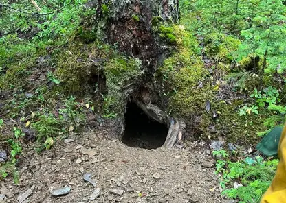 Лесные пожарные спасли берлогу медведя от огня в Красноярском крае