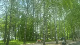 В Красноярск придёт жара: в среду, 24 июня воздух прогреется до +30° В Красноярск придёт жара: в среду, 24 июня воздух прогреется до +30°