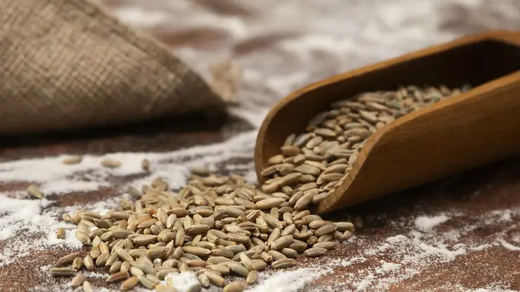 Красноярский край увеличил экспорт зерна и рапса в 2025 году