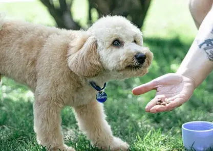 Опрос ВЦИОМ: зумеры тратят на питомцев больше денег, чем другие поколения