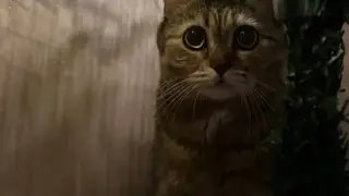 Красноярский край вошёл в десятку регионов с наибольшим числом потерянных животных в новогодние праздники