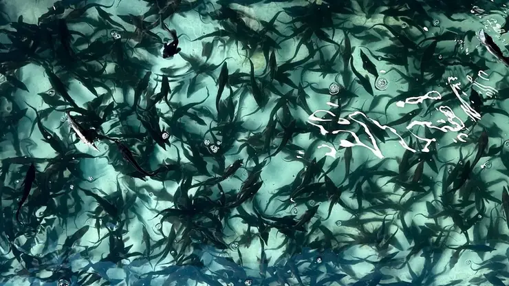 18 тысяч мальков стерляди выпустили в Иртыш в Омской области для восстановления популяции