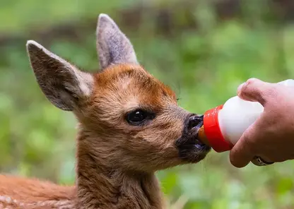 В «Роевом ручье» спасают косулёнка, от которого отказалась мать