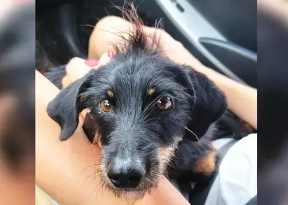 В Красноярском крае сделают обязательным чипирование собак и кошек