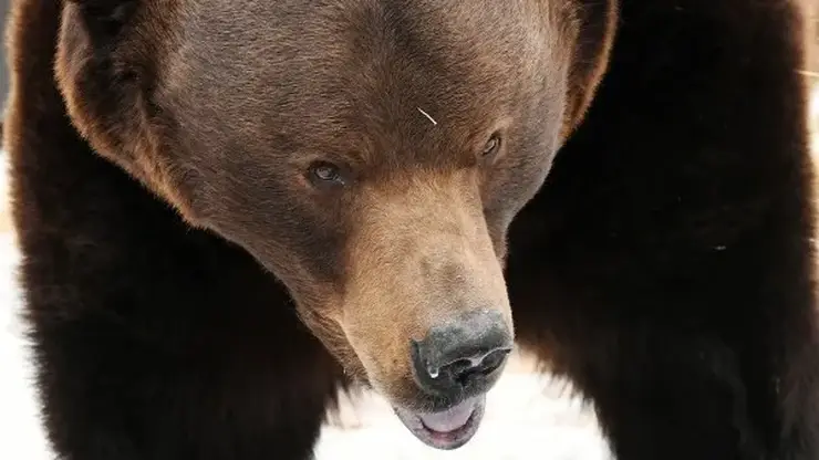 Медведь нападает на скот в селе на Кузбассе
