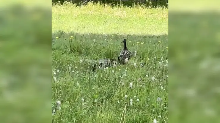 В Красноярске археологи спасли утиную семью на месте будущего «Суриков-центра»
