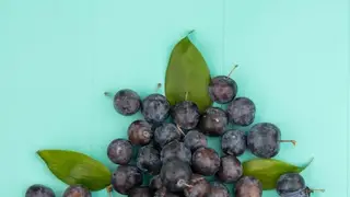 Красноярцам рассказали о пользе черноплодной рябины