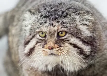 Обновленную Красную книгу издали в Забайкальском крае