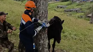 Запутавшегося в стальной проволоке коня удалось освободить спасателям в Красноярском крае Запутавшегося в стальной проволоке коня удалось освободить спасателям в Красноярском крае