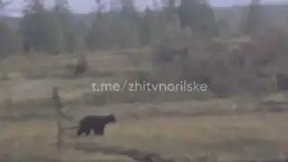 В Норильске медведь испугался мужчину В Норильске медведь испугался мужчину