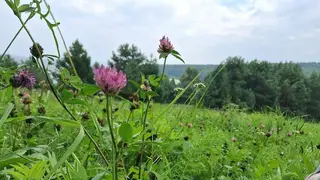 Выходные будут тёплыми, но пасмурными в Красноярске