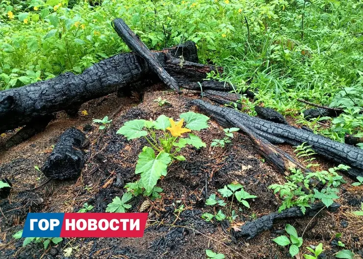 На Красноярских Столбах неожиданно появились кабачковые кусты
