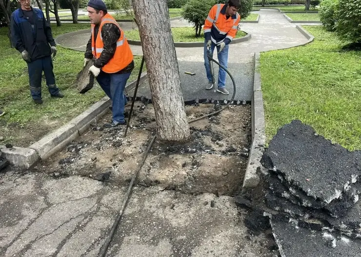 «Замурованное» в асфальт дерево освободили после критики работы подрядчиков в Красноярске