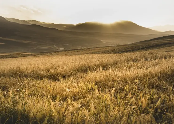 В Красноярском крае подвели итоги сельскохозяйственного сезона