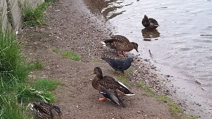 «Тут же отбирают еду»: красноярцы не могут накормить раненую утку на Енисее