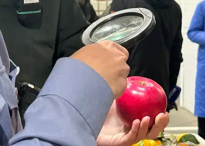 В красноярских яблоках и хурме из Китая обнаружен карантинный вредитель