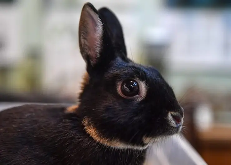 Охотники из Якутии убили зайцев и сфотографировались на их фоне