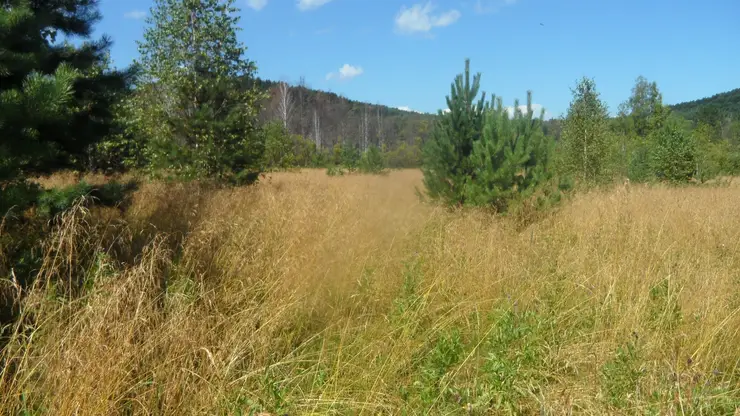 В Красноярском крае суд вернул государству 153 га невостребованных сельхозугодий