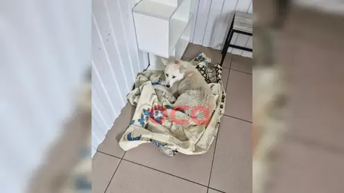 Полиция Ачинска обнаружила живодера, жестоко избившего бездомного щенка