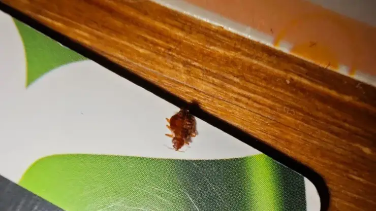 В Красноярске гость обнаружил клопов в одном из хостелов