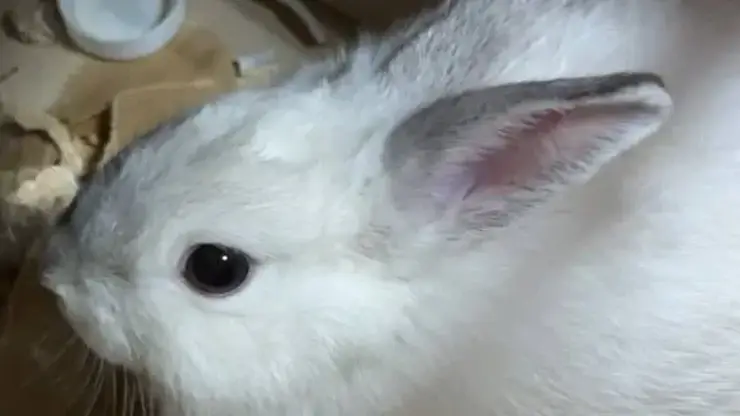 Житель Бурятии украл кролика из зоомагазина для новогоднего подарка жене и попал под уголовное дело