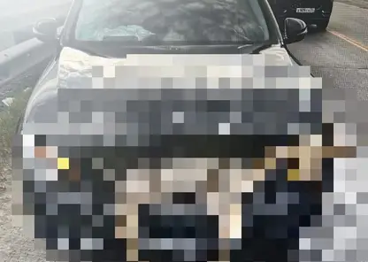 Под Красноярском водитель на «Мерседесе» сбил косулю