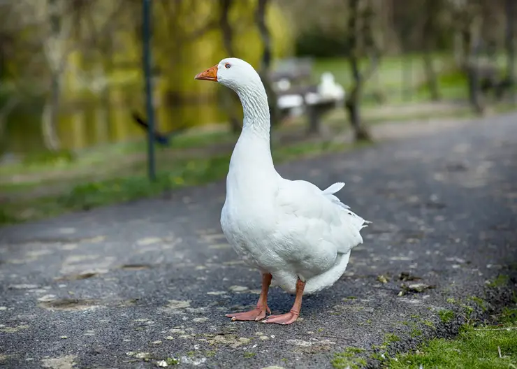 Сельчанка украла гусей и попала под уголовную статью в Амурской области