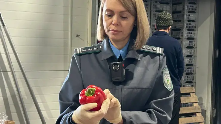Почти 10 тонн заражённых перцев и винограда не попали в Красноярский край