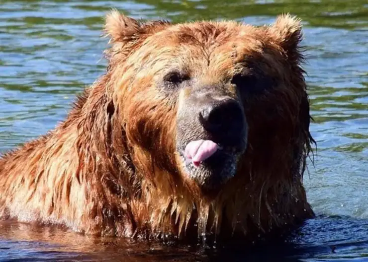 На Ямале мужчина два года прикармливал медведя и в итоге был им убит