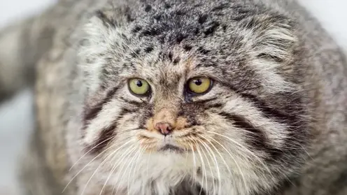 Обновленную Красную книгу издали в Забайкальском крае