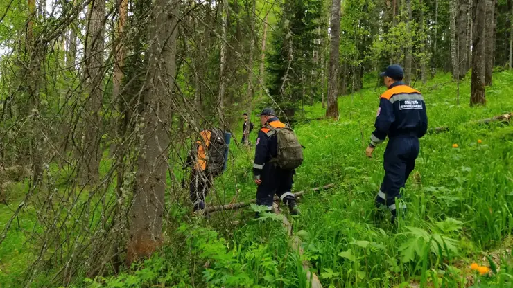 Спасатели нашли заблудившегося в лесу мужчину в Красноярском крае, обследовав 15 километров тайги