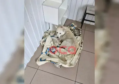 Полиция Ачинска обнаружила живодера, жестоко избившего бездомного щенка