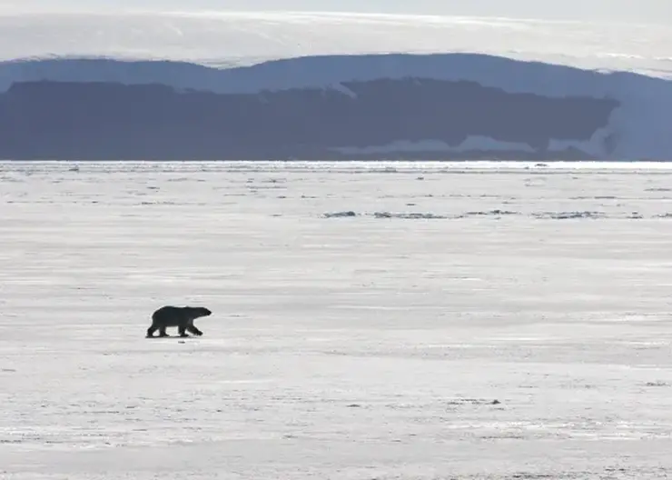 Белый медведь напал на семью во время рыбалки на севере Красноярского края