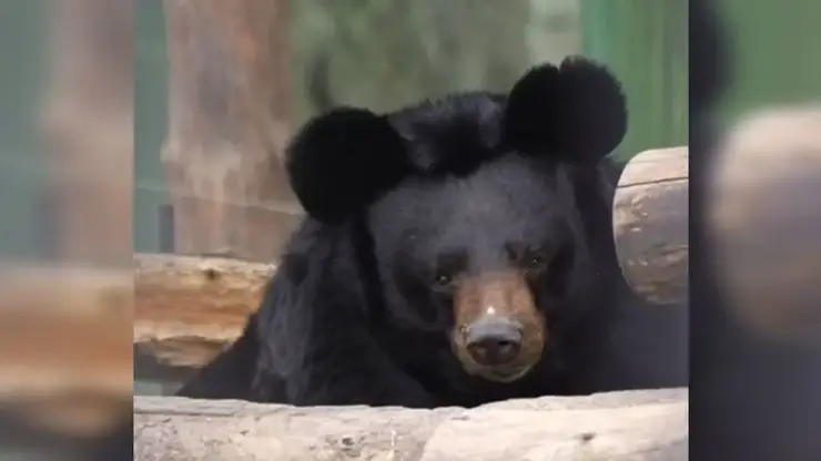 «Гигантская Чебурашка»: в Новосибирске медведь с забавными ушами готов к спячке