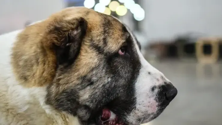 Домашний алабай напал на школьницу в Томской области