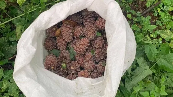 В Томской области пресекли 8 случаев незаконного сбора кедровой шишки