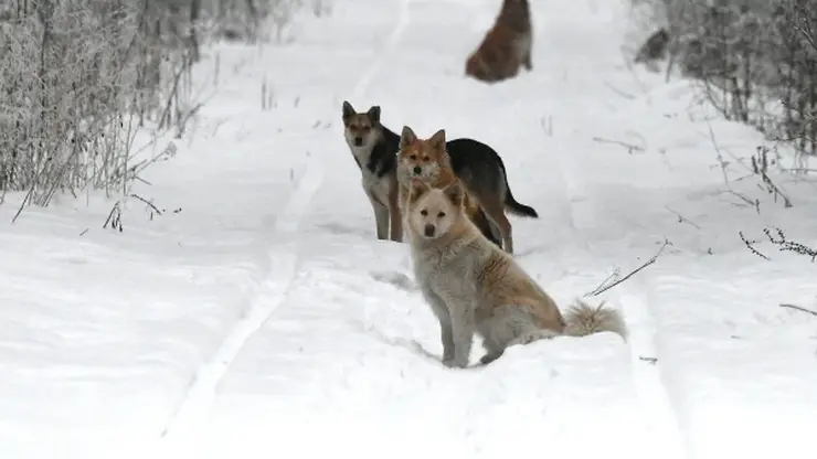 В Барнауле следователи организовали проверку из-за нападения стаи агрессивных собак