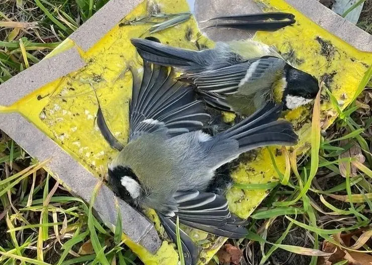 В Красноярске неизвестные травят птиц прямо на детской площадке